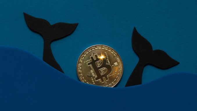 ‘Millionaire’ Bitcoin Whales Accumulates Extra 90,000 BTC