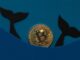 ‘Millionaire’ Bitcoin Whales Accumulates Extra 90,000 BTC